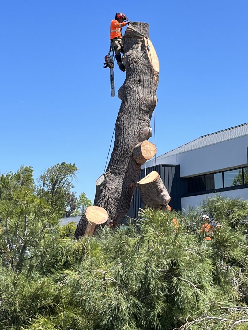 A man is cutting down trees with a chainsaw.